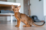 Voller Widersprüche  7 Fakten – über die Abessinierkatze